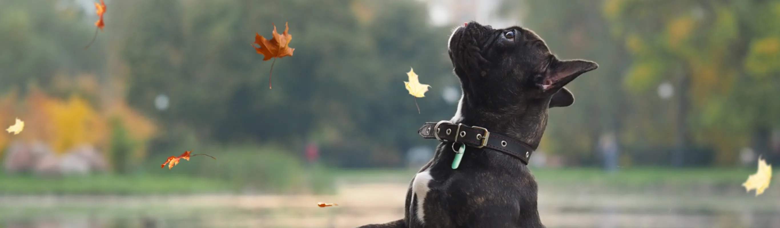 Black Pitbull Dog Watching Leaves Fall